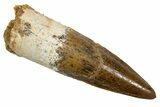 Fossil Spinosaurus Tooth - Real Dinosaur Tooth #324835-1